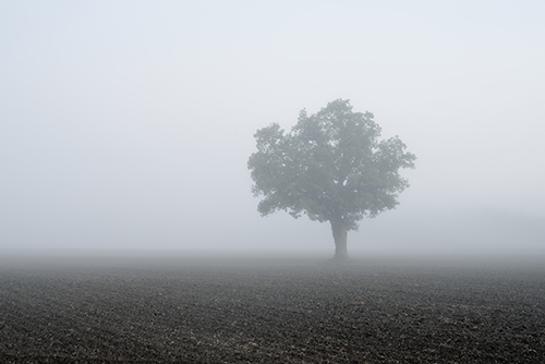 lonely tree in the field in very strong fog